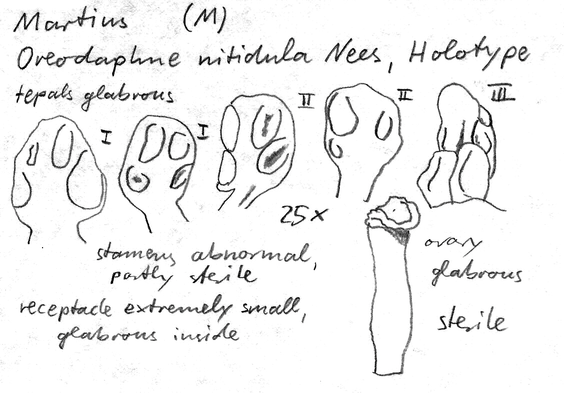 Vorschaubild Oreodaphne nitidula Nees & Mart.